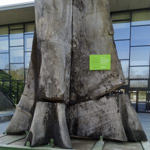 bangkai pohon yang terancam bangkai pohon yang terancam