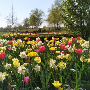 bunga tulip di Volkspark, Potsdam