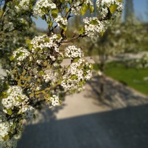 bunga-bunga di Volkspark, Potsdam