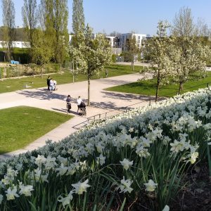 bunga dahlia di Volkspark, Potsdam