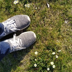 bunga aster di lapangan Volkspark, Potsdam