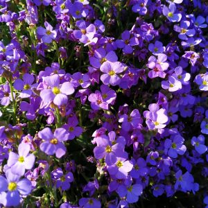 bunga-bunga di Volkspark, Potsdam