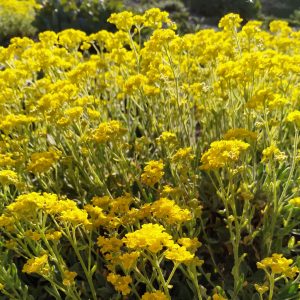 bunga-bunga di Volkspark, Potsdam
