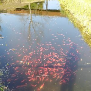kolam dipenuhi ikan di Volkspark, Potsdam