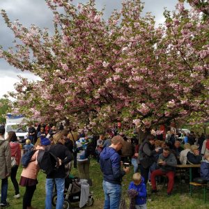 pengunjung Kirschblütenfest Hanami 2019 pengunjung Kirschblütenfest Hanami 2019