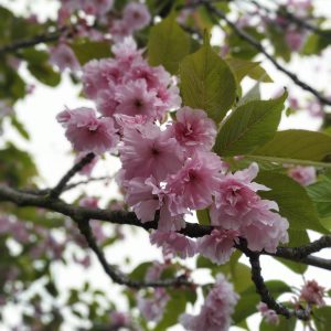 pohon ceri sakura (yaezakura)
