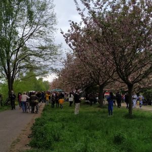 pengunjung Kirschblütenfest Hanami 2019 pengunjung Kirschblütenfest Hanami 2019