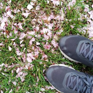 guguran bunga sakura guguran bunga sakura