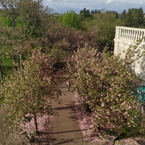 taman sakura di Platz des. 9 November 1989 taman sakura di Platz des. 9 November 1989
