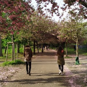 taman sakura Platz des. 9 November 1989 taman sakura Platz des. 9 November 1989