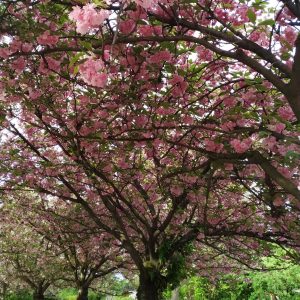 pohon sakura di Platz des. 9 November 1989 pohon sakura di Platz des. 9 November 1989