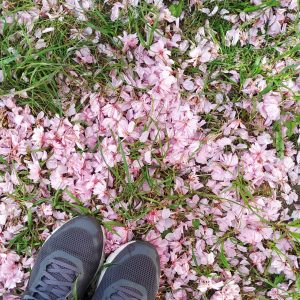 guguran bunga sakura di taman sakura Platz des. 9 November 1989 guguran bunga sakura di taman sakura Platz des. 9 November 1989