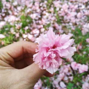 bunga ceri sakura Yaezakura bunga ceri sakura Yaezakura