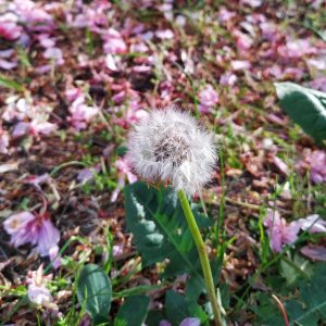 dandelion di taman sakura Platz des. 9 November 1989 dandelion di taman sakura Platz des. 9 November 1989