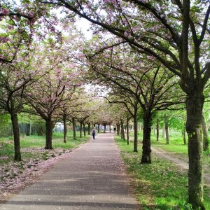 bunga sakura di Platz des. 9 November 1989
