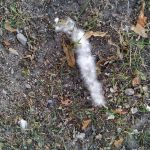 Mengalami Alergi Serbuk Sari Musim Semi