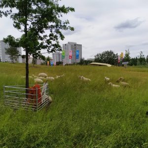 penangkaran kambing di Gärten der Welt