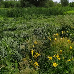 bunga-bunga di Gärten der Welt bunga-bunga di Gärten der Welt