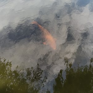 ikan koi di tengah danau Cermin Surga ikan koi di tengah danau Cermin Surga