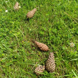 bunga pinus berguguran di Chinesischer Garten bunga pinus berguguran di Chinesischer Garten