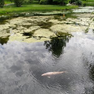 ikan koi di tengah danau Cermin Surga