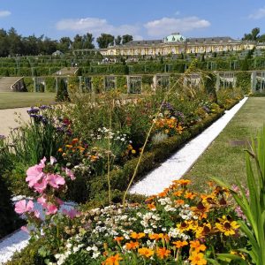 bunga di taman Sanssouci bunga di taman Sanssouci