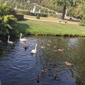 angsa dan bebek di taman Sanssouci angsa dan bebek di taman Sanssouci