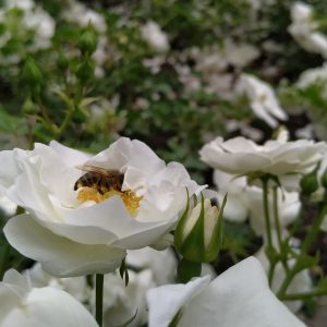 lebah hinggap di mawar putih lebah hinggap di mawar putih