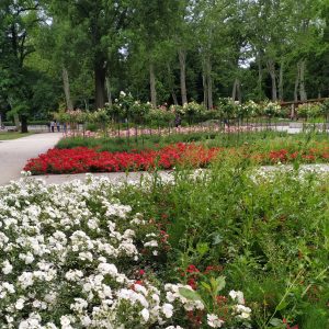 bunga-bunga di taman mawar bunga-bunga di taman mawar