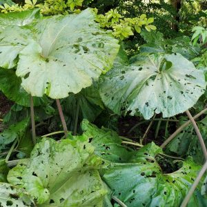 tanaman fuki (Petasites japonicus)