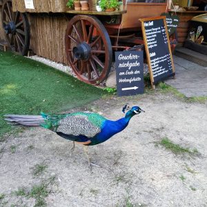 merak berkeliaran di dekat kios makanan