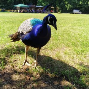 merak mendekat meminta makan