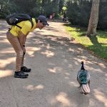 Melihat Merak di Pulau Merak (Pfaueninsel), Berlin, Jerman