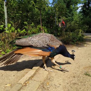 merak di taman mawar Pulau Merak