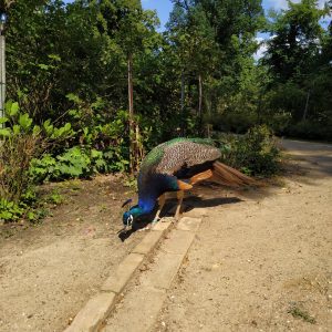 merak di taman mawar Pulau Merak