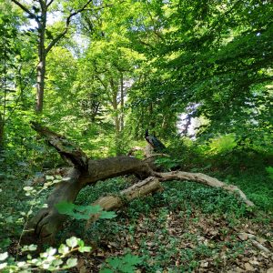 merak hinggap di batang pohon