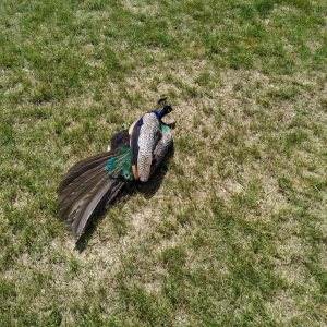 merak rebahan mencari perhatian