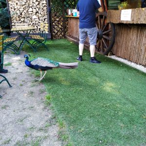 merak berkeliaran di dekat kios makanan