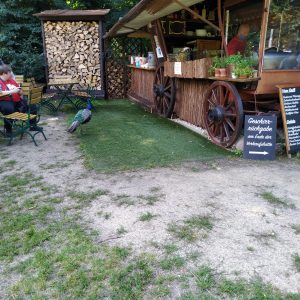 merak berkeliaran di dekat kios makanan