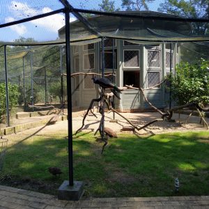 burung merak di dalam kandang