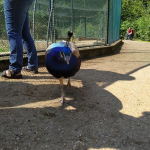 burung merak mendekat