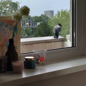 burung gagak hinggap di balkon