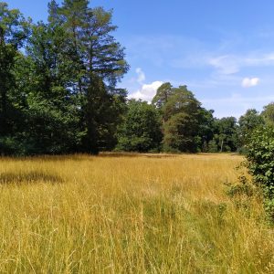 padang ilalang di Pulau Merak