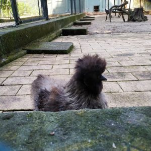 ayam silkie di kandang Pulau Merak