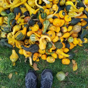 labu dijual di atas rumput di Festival Labu