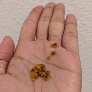 biji buah kaktus biji buah kaktus