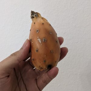 buah kaktus berwarna oranye buah kaktus berwarna oranye