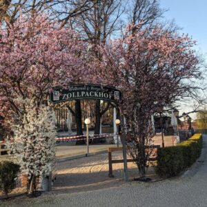 bunga sakura mekar di salah satu kafe yang tutup karena pandemi bunga sakura mekar di salah satu kafe yang tutup karena pandemi