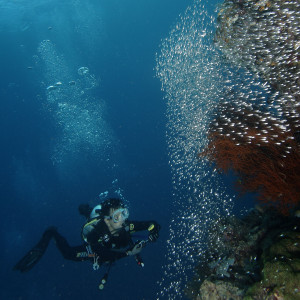 Glass-fish di Airborek