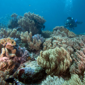 soft coral yang sehat